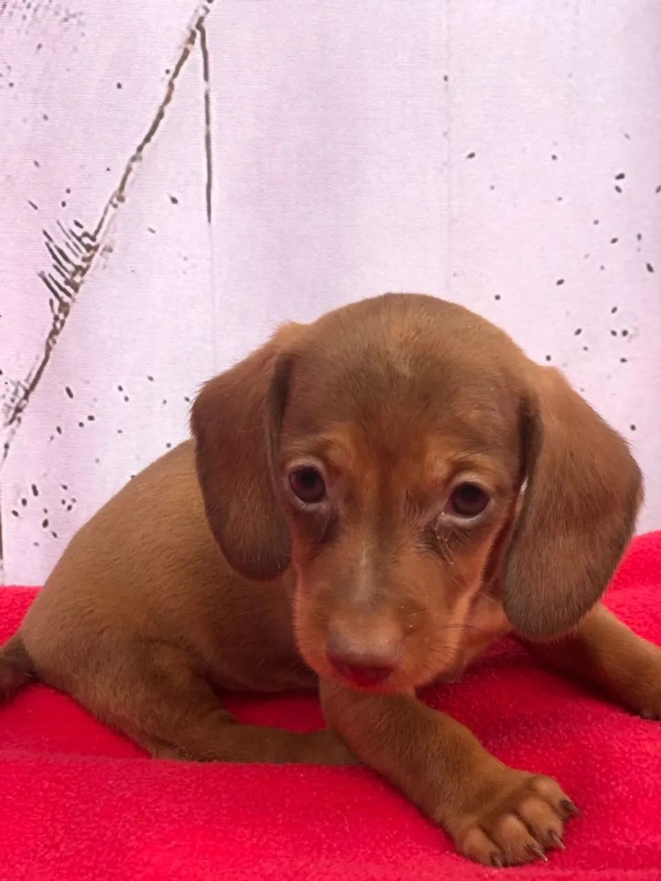 Dachshund  - Foto 2