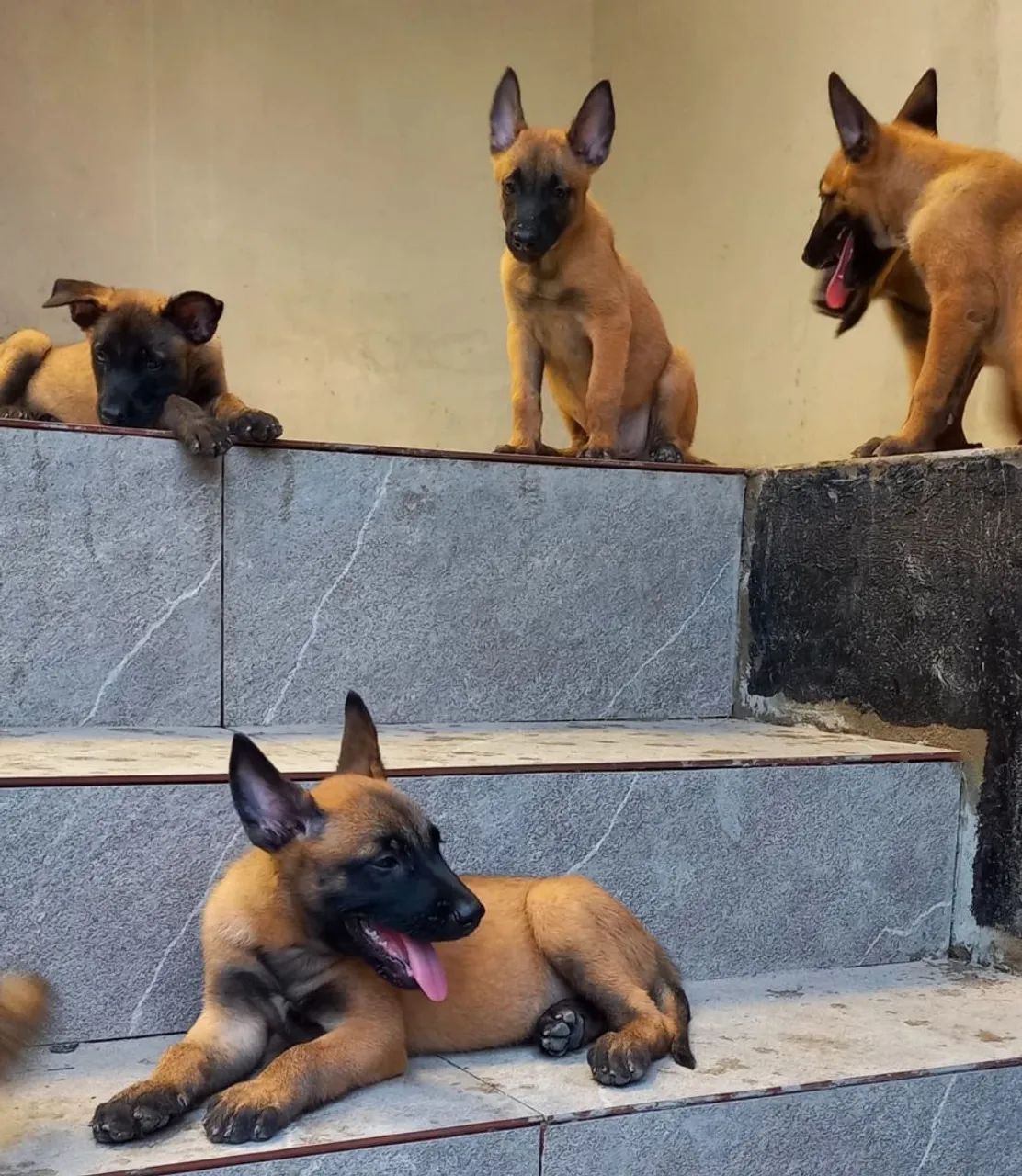 Pastor Malinois!  - Foto 2