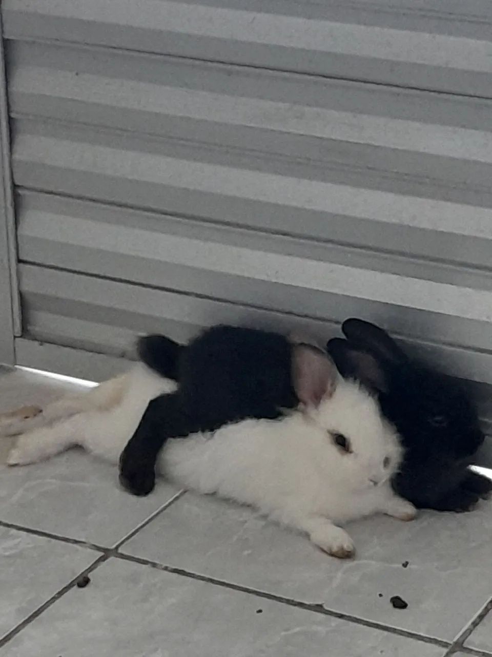 2 coelhos dóceis,doação 