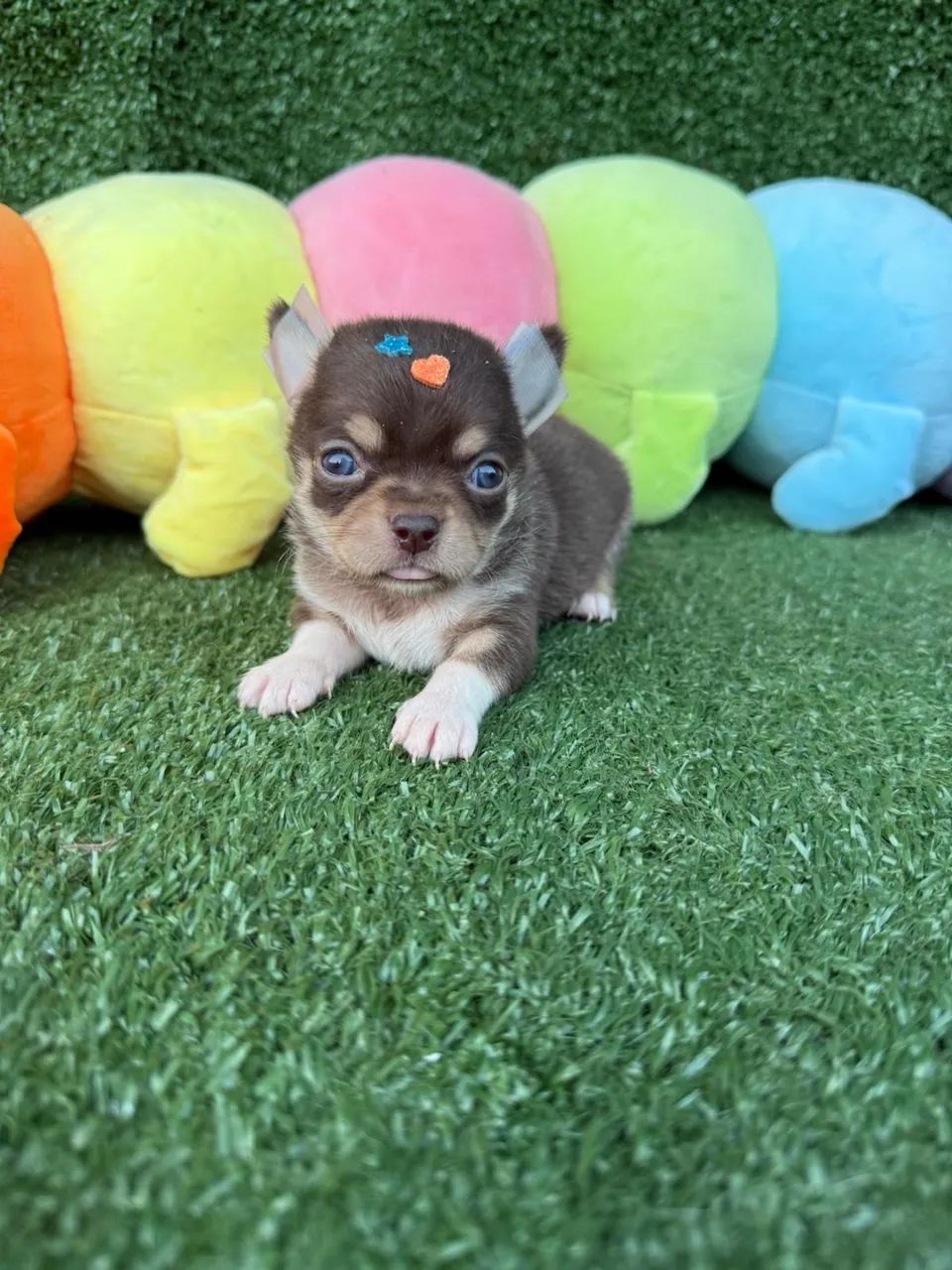 Chihuahua micro chocolate  - Foto 3