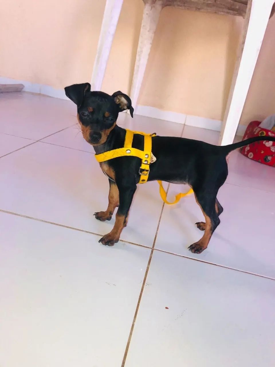 Pinscher 2  - Foto 2