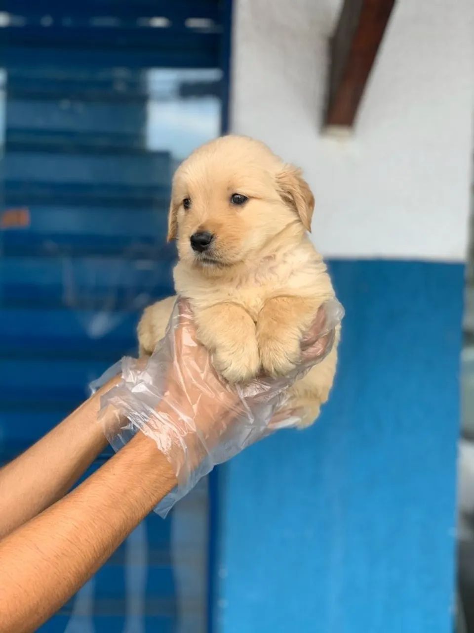 Golden Retriever de Origem Comprovada