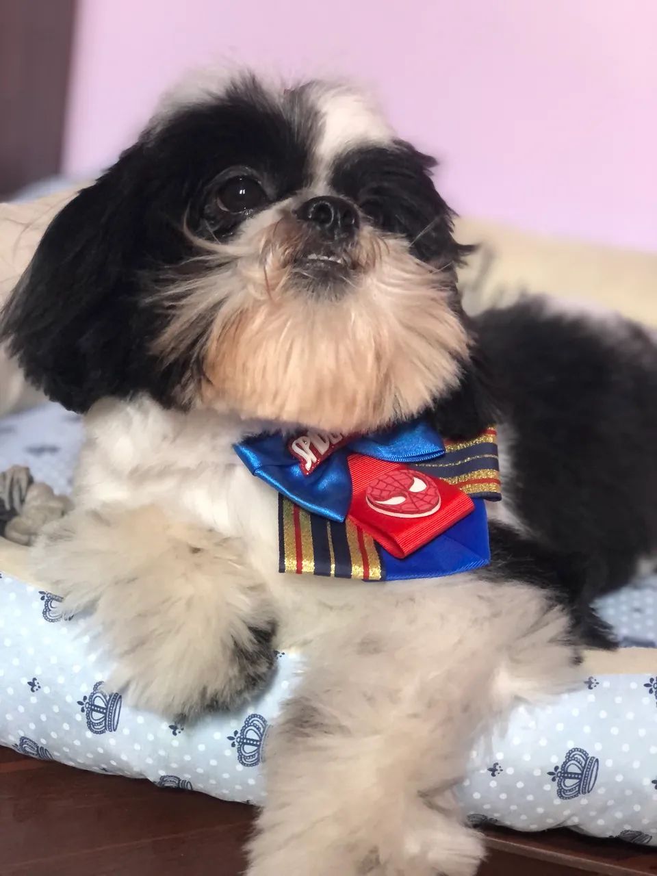 Shihtzu macho  - Foto 3