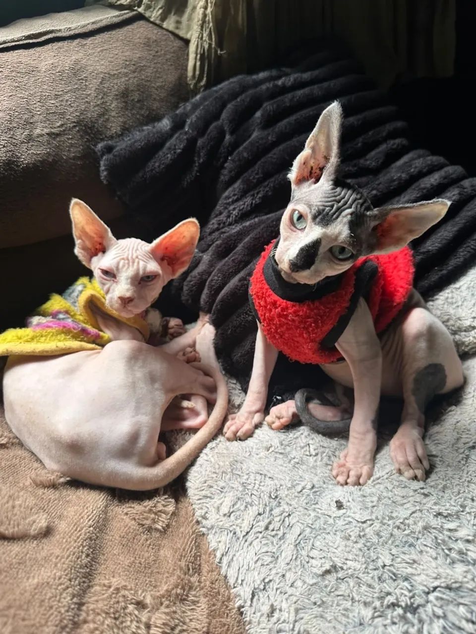 Gato Sphynx 4 meses - Foto 2
