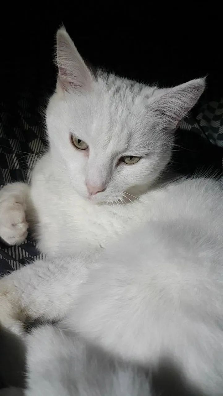 Adoção  - Foto 5
