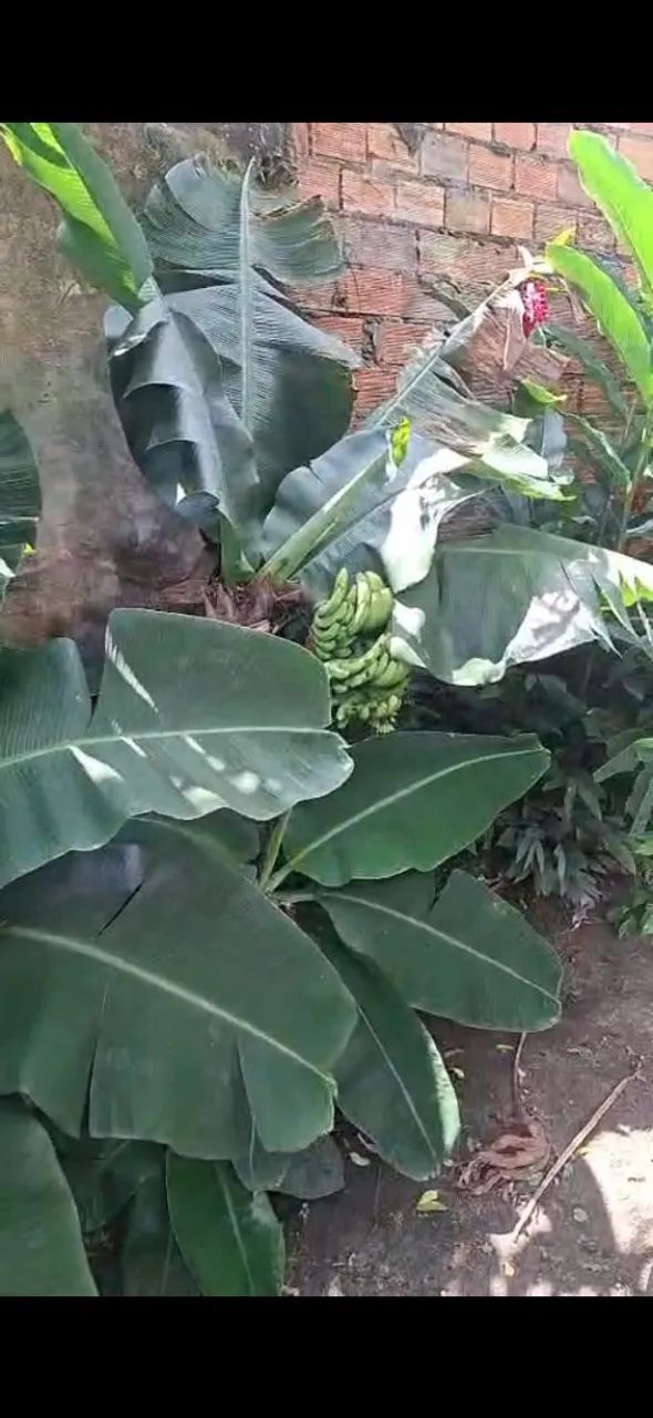 Vende-se este lindo quintal - Foto 4
