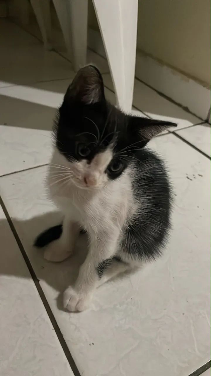 Doação de Gatinhas Fêmeas - Foto 3