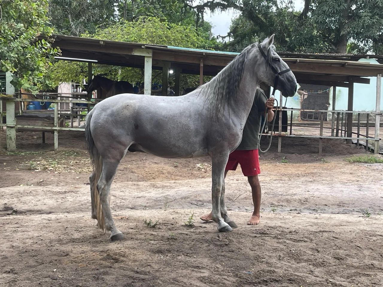 Cavalo Mangalarga 