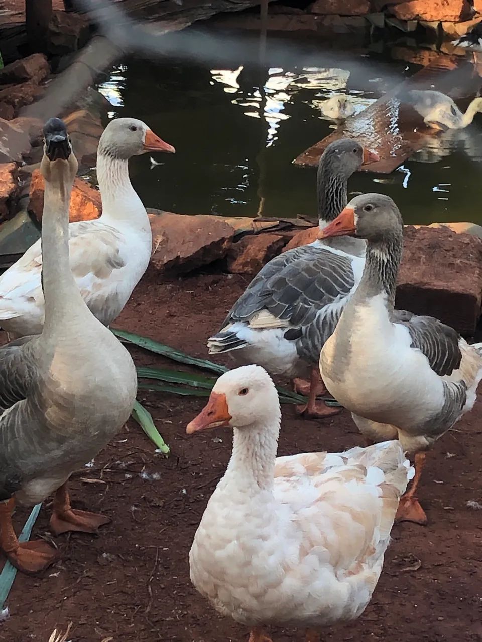 Vende-se gansos e patos  - Foto 5
