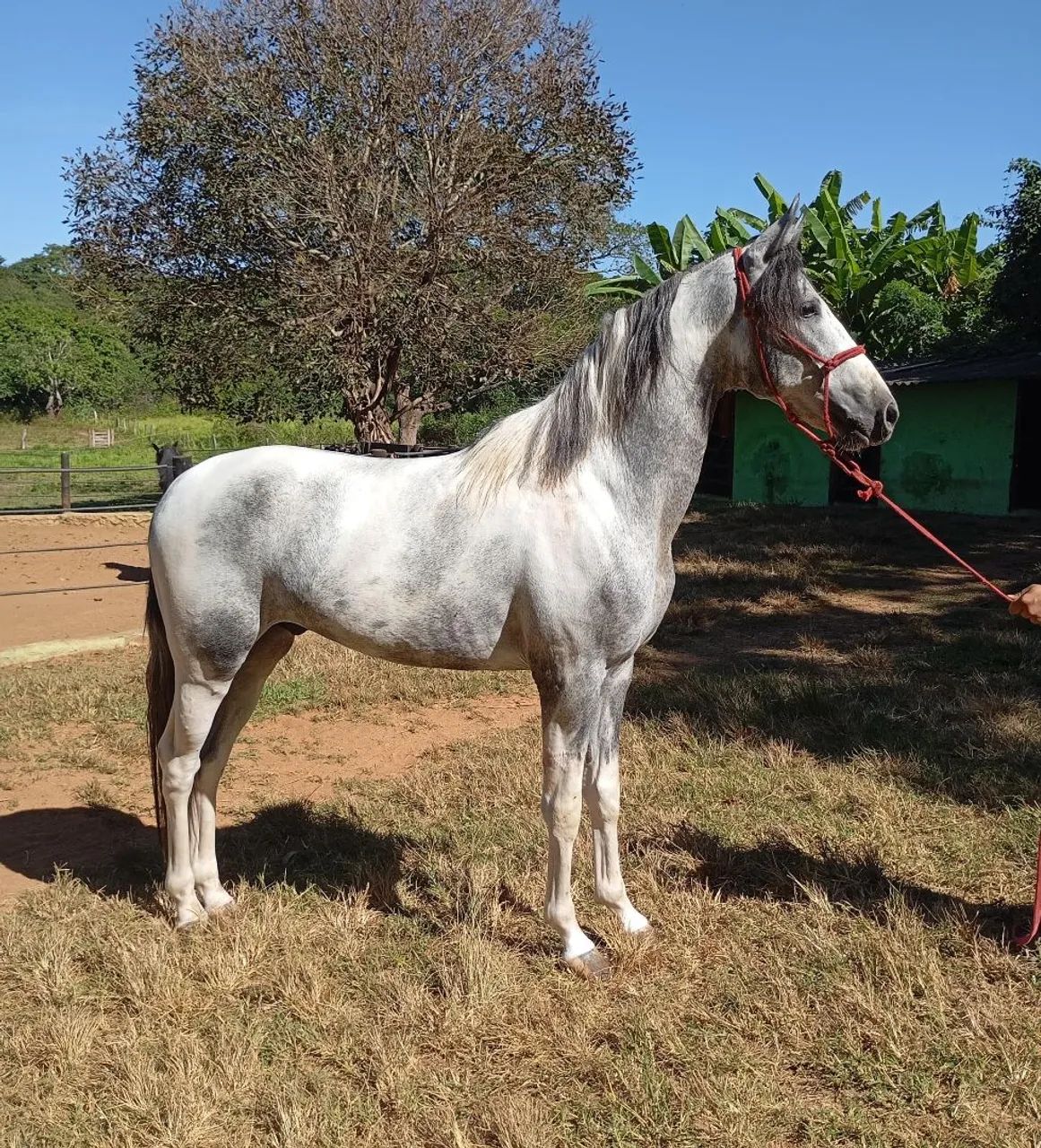 Cavalo marcha picada 