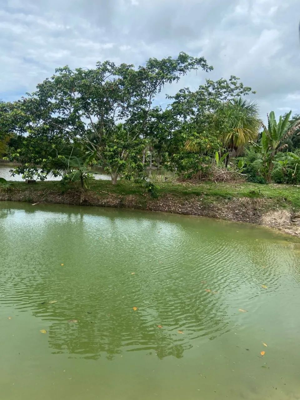 TERRA DISPONÍVEL 76960-000 - Foto 3