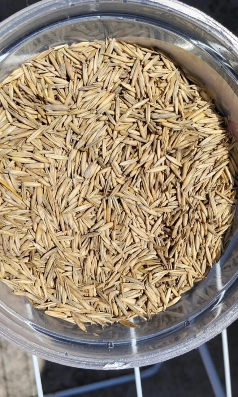 Aveia trato animal cavalo 40kg