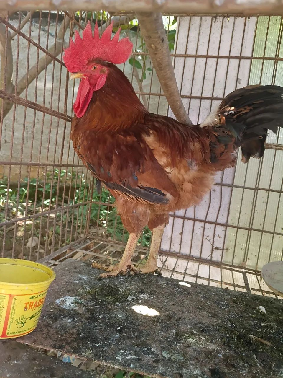 Galo