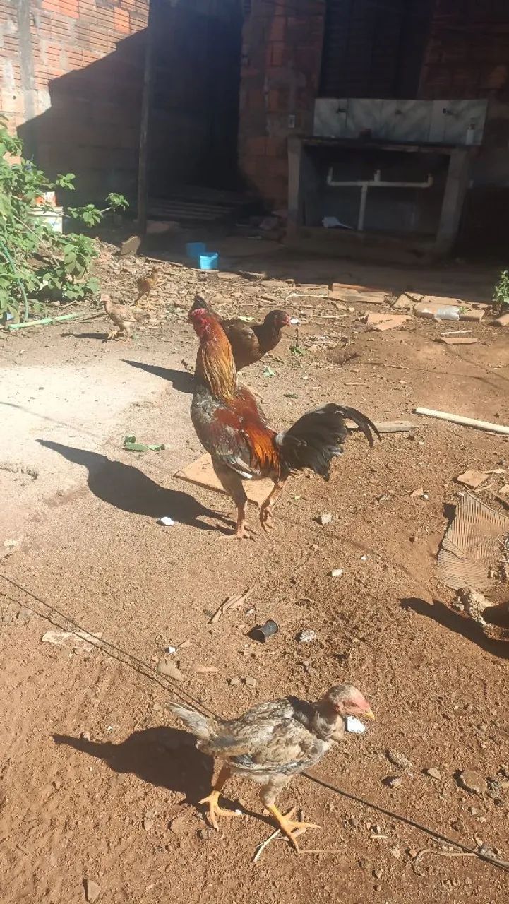 Vendo galo 