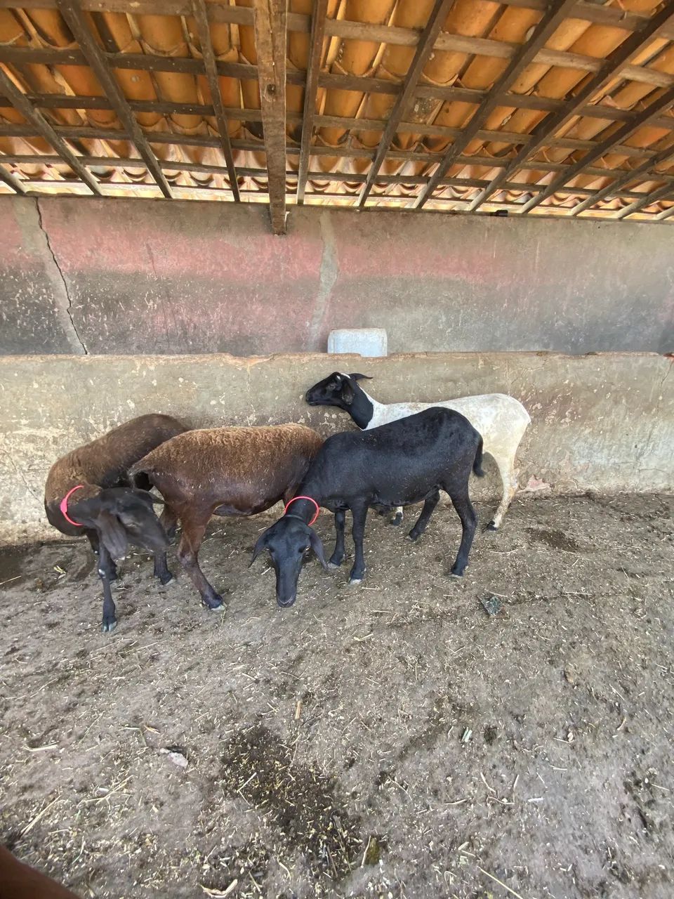 Ovelha