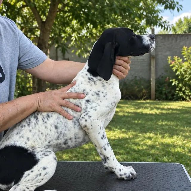 Filhotes de Pointer com Pedigree - Foto 3