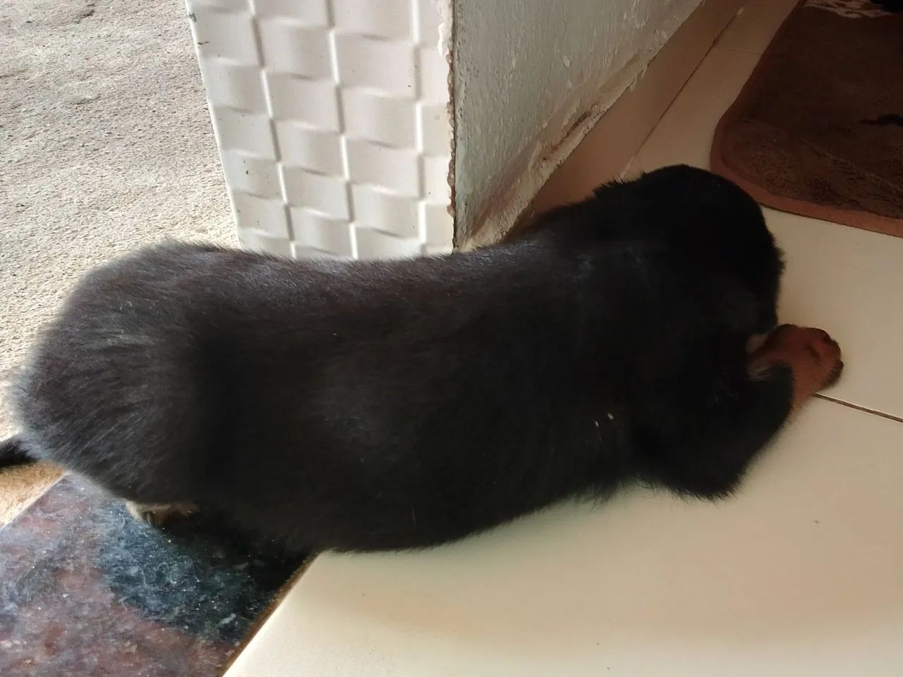 Vendo filhote  - Foto 2