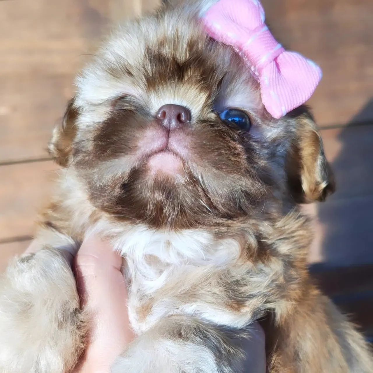Fêmea shih Tzu  - Foto 3