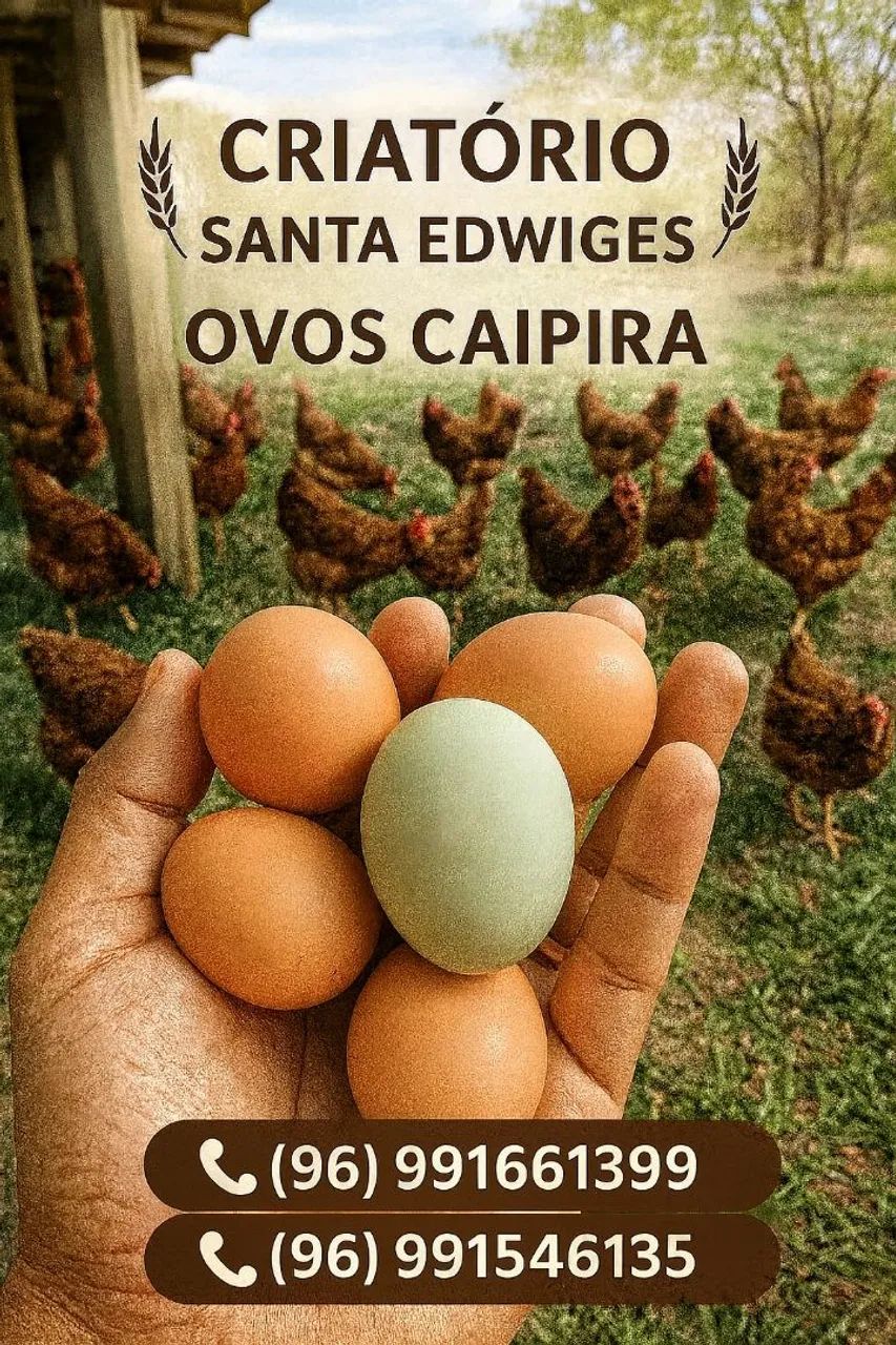 Ovos de galinha caipira  - Foto 3