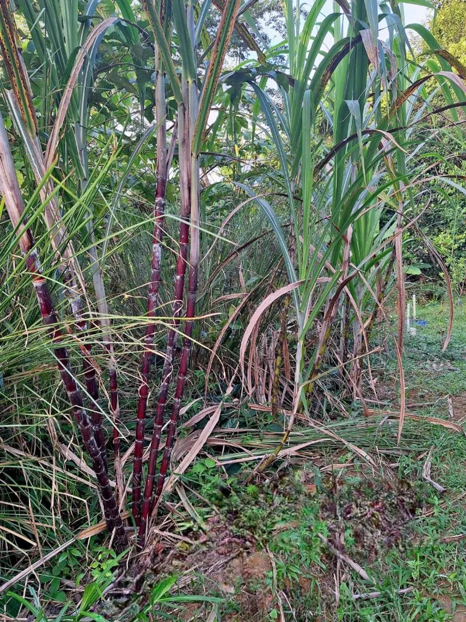 Sítio a venda - Couto - Foto 4