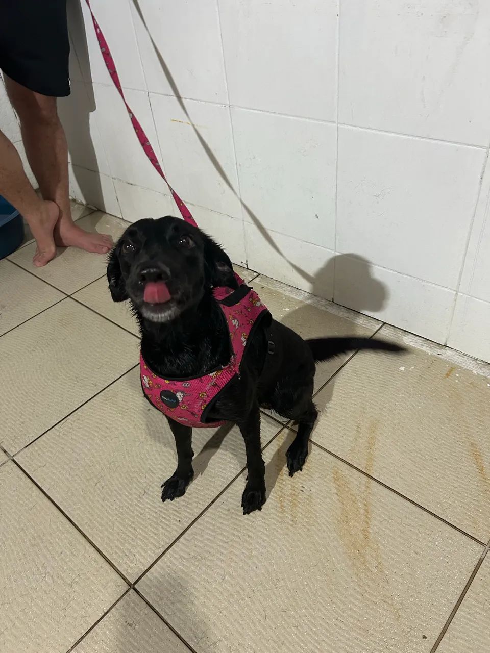 Cadela para doação  - Foto 3