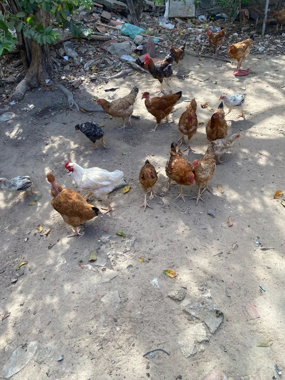Galos e galinhas  - Foto 5