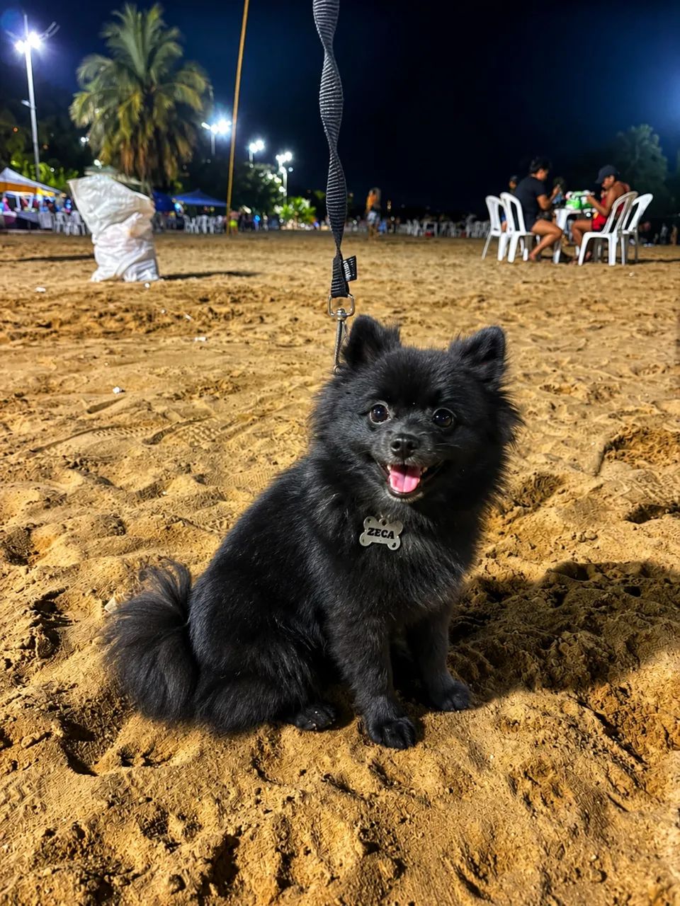 Spitz alemão 