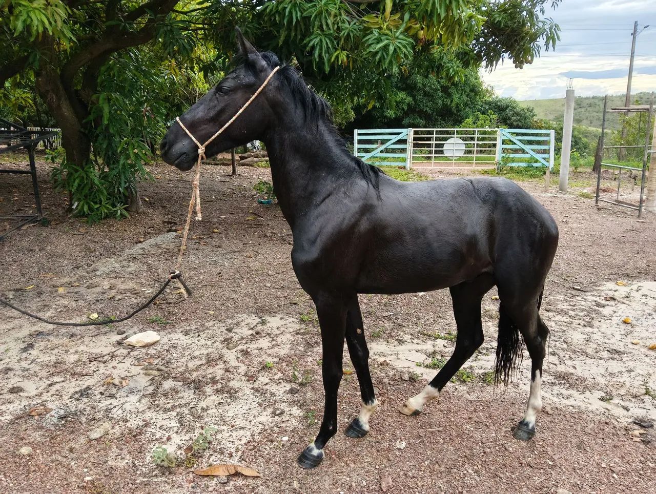 ? OPORTUNIDADE! Potro Manga larga ! Não tem reg<br>Vendo potro Mangalarga, marcha picada!<br><br> - Foto 4