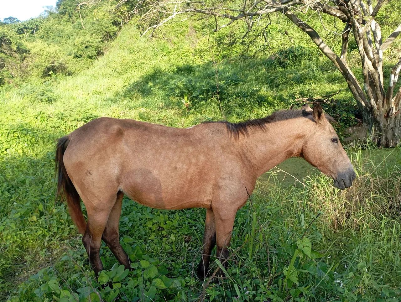 Égua baía  - Foto 2