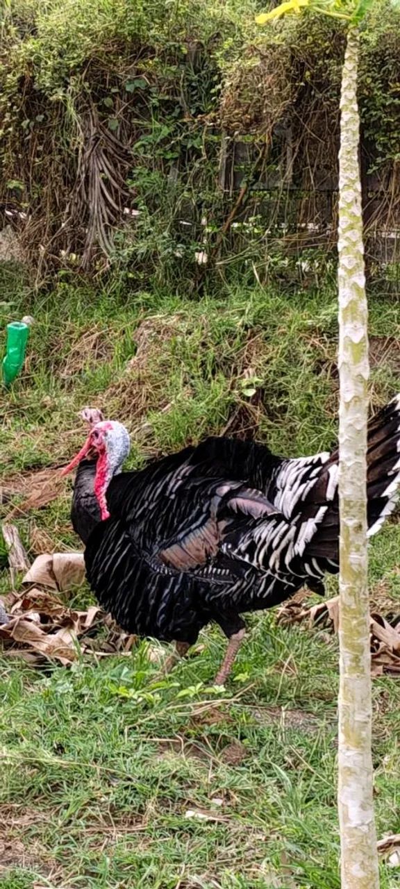  PERU MACHO À VENDA  - Foto 4