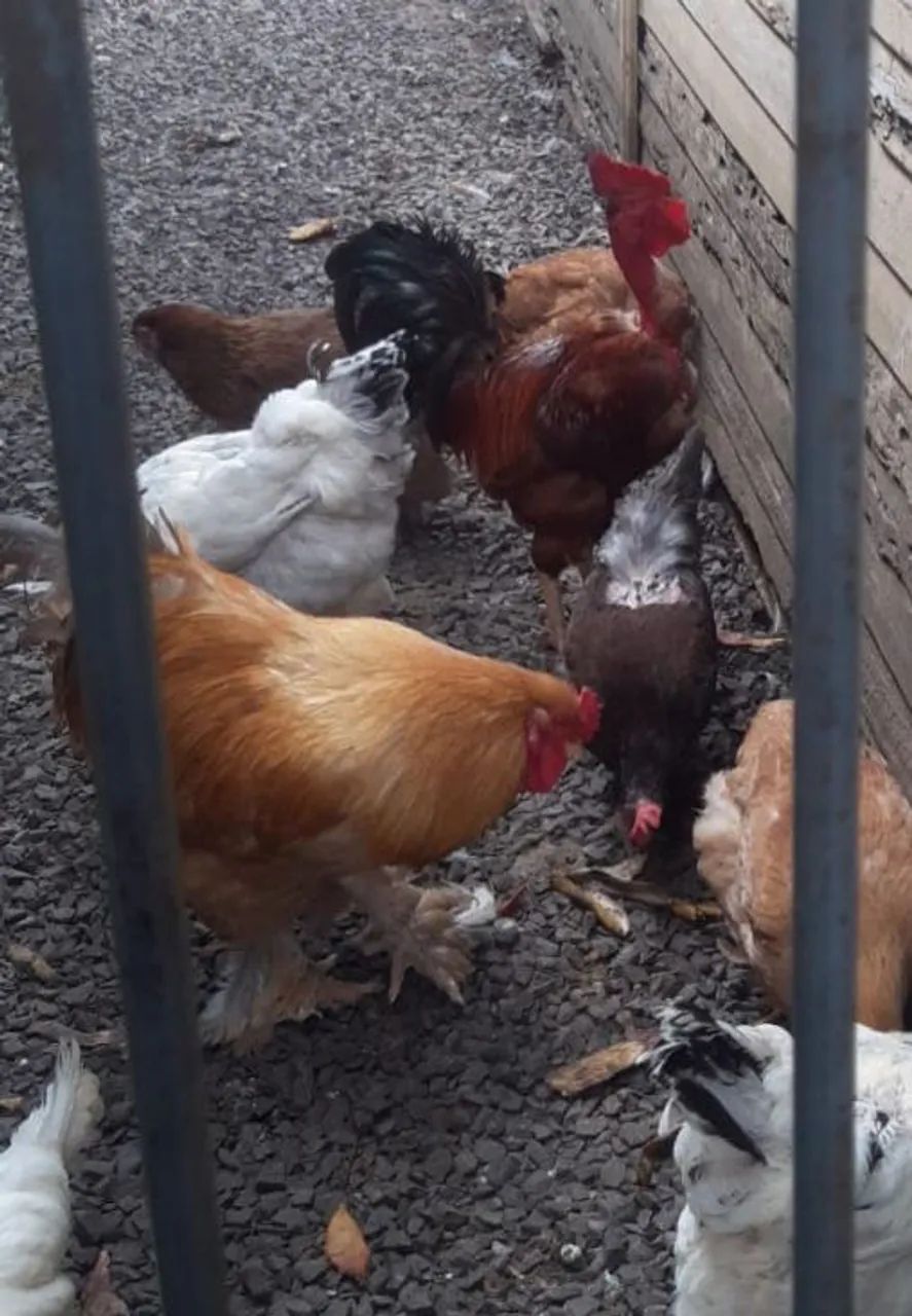 Galo e galinha raça Brahma GRAVATAÍ  - Foto 4