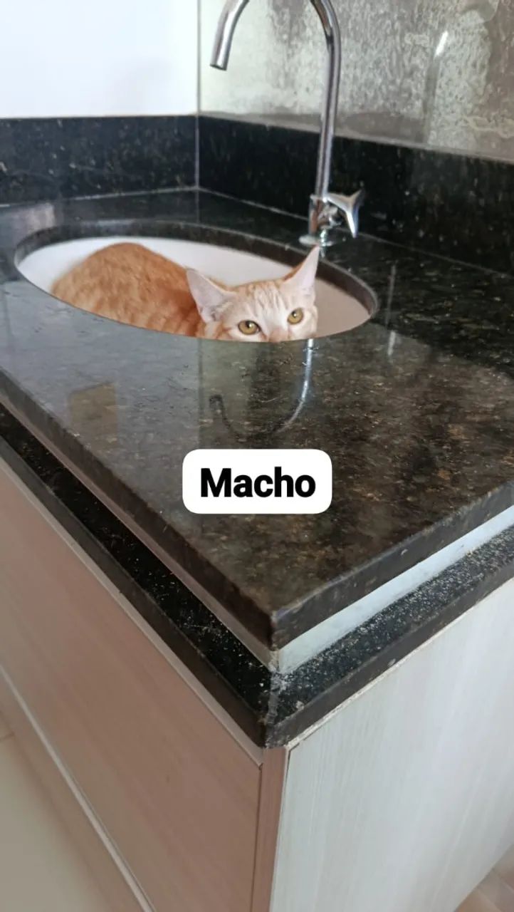 Doação de gatos