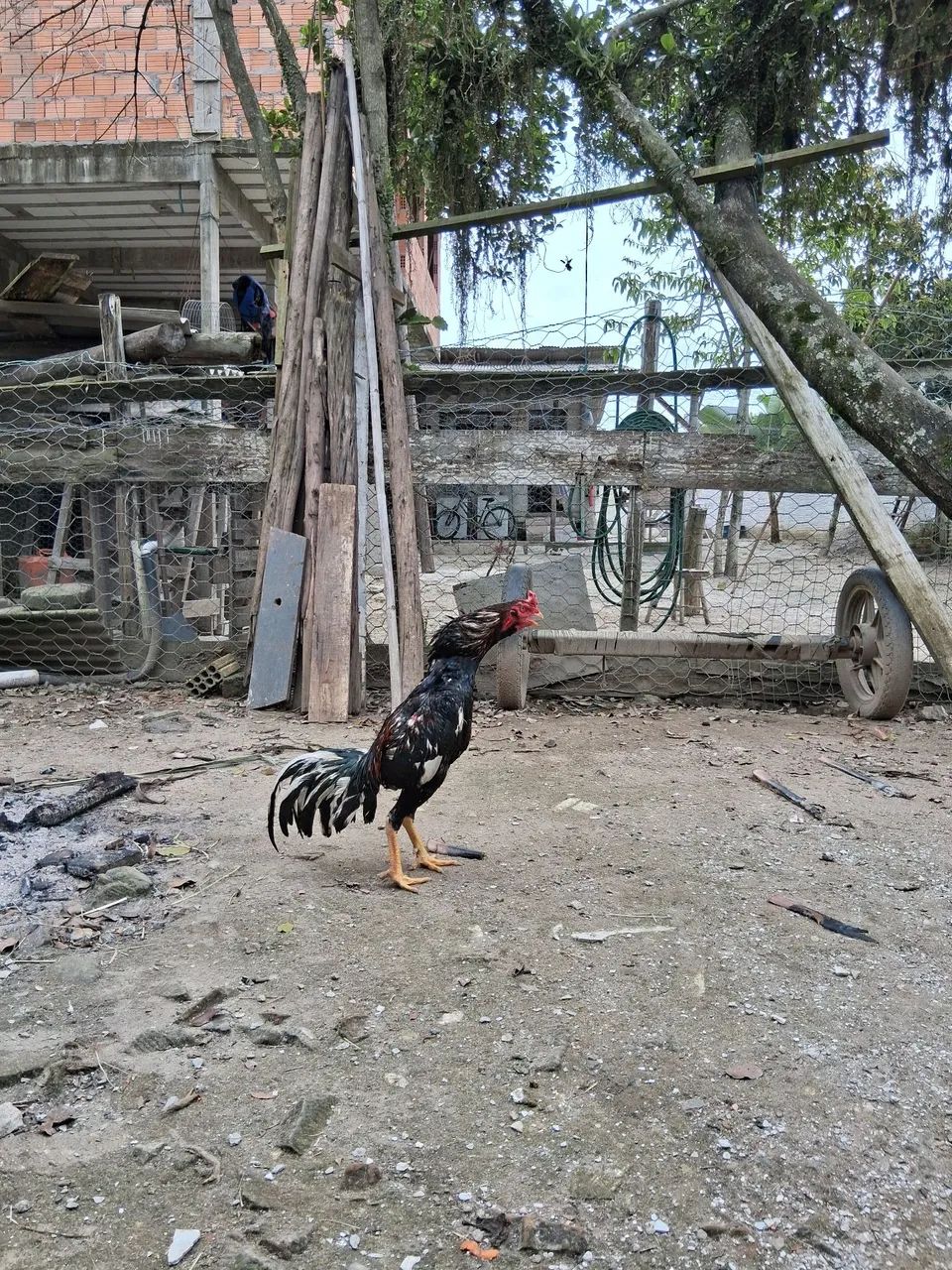 Galos  - Foto 2