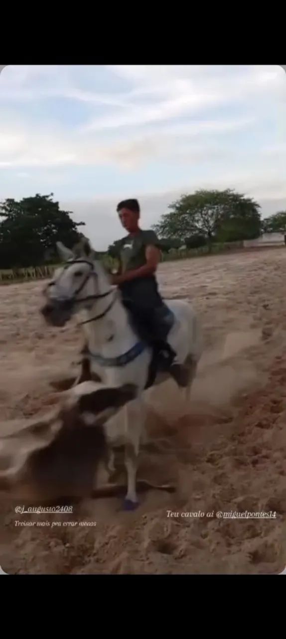 Cavalo  - Foto 4