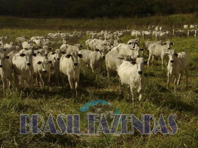 Fazenda em Barreiras. Oeste da Bahia - Foto 11