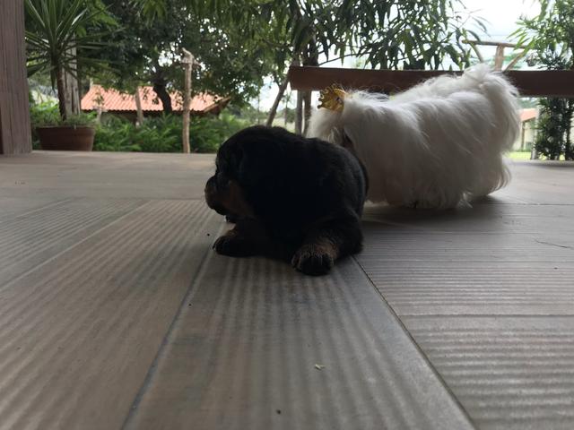 Cães - Foto 4