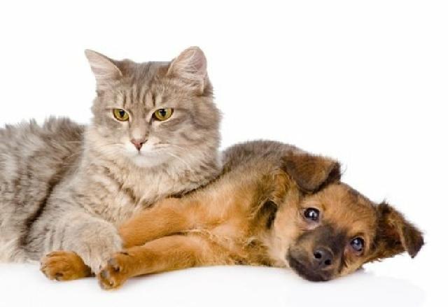 Hospedagem domiciliar de pets
