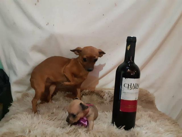 Pinscher zero só 350 - Foto 5