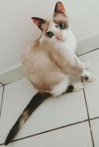 Gatinha dócil e castrada para adoção