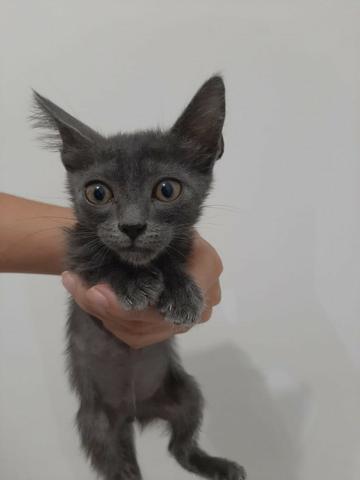 Gatinha para adoção