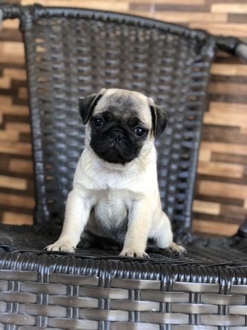 Linda Pug fêmea - Foto 5
