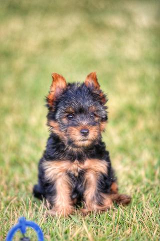 Filhotes de yorkshire terrier