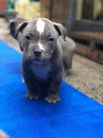 Pitbull linhagem monster, adquira o melhor padrão da raça,