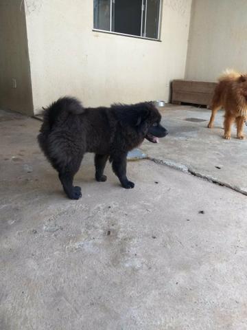 Chow chow macho - Foto 5