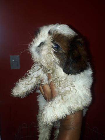 Shihtzu - Foto 2