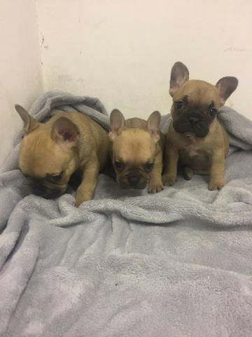 Bulldog Francês todas as cores da raça a pronta entrega,