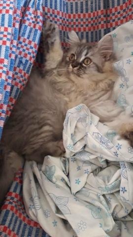 Vendo filhote de Gato Persa