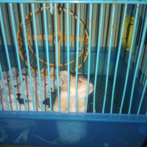 Doação de hamster - Foto 2