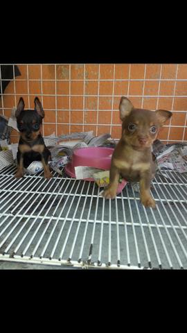Pinscher miudinho