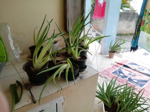 Mudas de Babosa Real- Aloe Vera R$ 100 OBS:(Já com a entrega!) - Foto 6